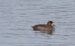 1-Fuligule milouinan | Aythya marila | Greater Scaup